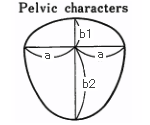 Pelvic characters