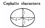 Cephalic characters